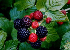 black-rasberry