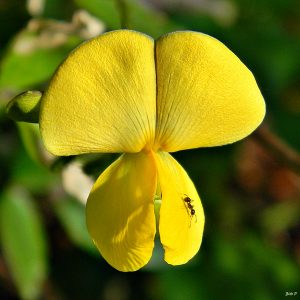 Vigna may enhance innate immunity