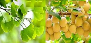ginko
