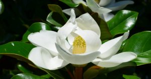 magnolia-grandiflora-720x380