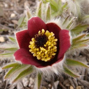 Saponin D, an active component isolated from Pulsatilla koreana, may function as a longevity promoter