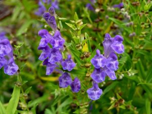 Scutellaria baicalensis