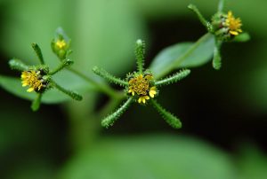 siegesbeckia_glabrescens_n1