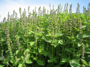 tulsi