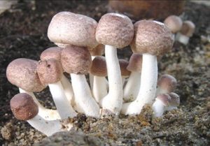 agaricus-blazei-murill