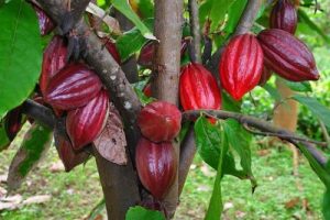 Cocoa extends mammalian lifespan