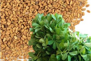 Thermostable extract of fenugreek seeds functions as a longevity promoter