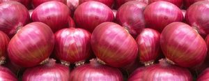 fresh-onion