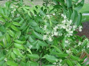 neem2