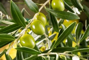 olive tree branch with green olives