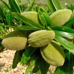 Almond, among others, is one of the richest sources of Vit-E
