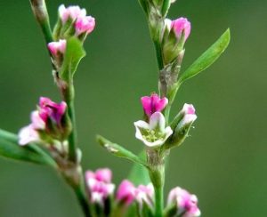 Polygonum aviculare