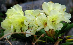 Rhododendron aureum