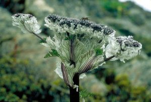 Bergapten-isolated-from-Pleurospermum-amabile