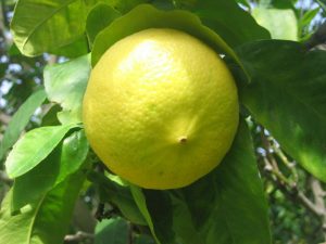 Bergapten isolated from Citrus fruits