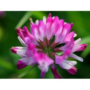 Calycosin isolated from the root of Astragalus membranaceous  