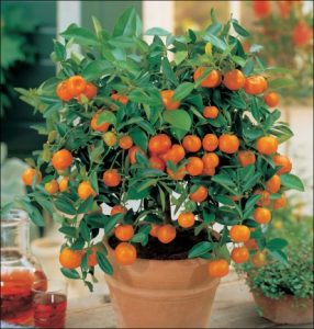Citrus fruits