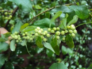 Litchi flower extract inhibits aberrant lipid biosynthesis in cancer cells via down-regulation of ACLY
