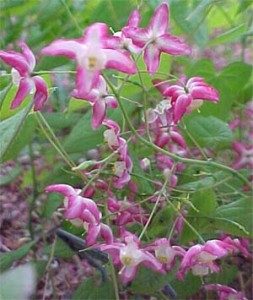 Icarrin, isolated from Horny-goat-weed, inhibits the progression of NDHi-aggravated inflammation via up-regulation of MyD88 (Short)