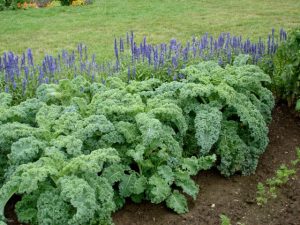 Scpopletin, found in Chicory, among others, as indicated below, promotes insulin sensitivity and glucose tolerance via down regulation of NMDA receptor, GluN2A