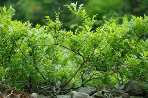 Ampelopsin (AMP) , also known as Mayeam tea, promotes longevity via down regulation of p70 S6 kinase