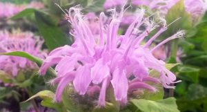 Thymoquinone inhibits the progression of K-ras mutated lung cancers and functions as an anti-cancer agent