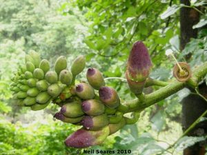 Oroxylum indicum