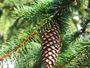 Norway Spruce