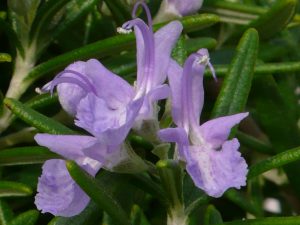 Rosmarinus officinalis