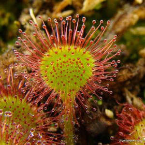 Drosera Rotundifolia