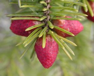 Sitka spruce