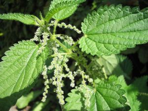 Stinging nettle extract promotes innate immunity against bacterial infection via up-regulation of Sox2