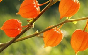 Withaferin A, isolated from Withania somnifera (Ashwagandha), inhibits human cancer cell proliferation via down-regulation of Tripeptidyl Peptidase 1 (TPP1) and telomerase