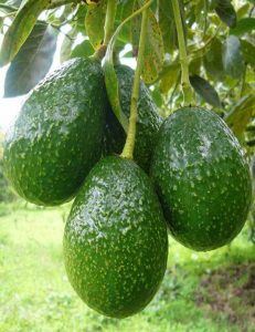 Figure 1  Avacado fruit extract inhibits pulmonary tuberculosis via down-regulation of (Toll-like receptor-TLR) TLR-2 and Chemokine CXCL5 and up-regulation of phosphatase MKP-1