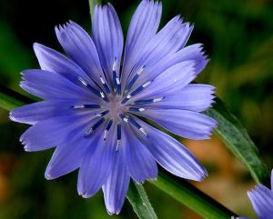 Scpopletin, found in Chicory, among others, as indicated below, promotes insulin sensitivity and glucose tolerance via down regulation of NMDA receptor, GluN2A