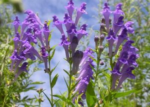 Scutellaria Lateriflora