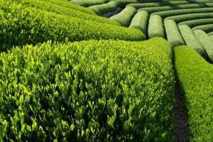 Green tea extract slows down aging and increases median lifespan via up-regulation of BuBR1