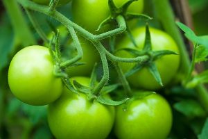 Green tomato extract extends mammalian lifespan via up-regulation of BuBR1