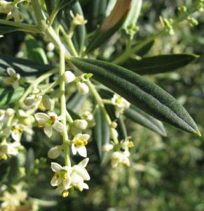 Oleanolic acid, isolated from Olea europaea,