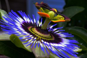 Passion flower contains Scopoletin