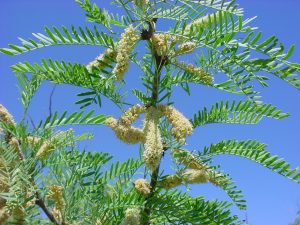 Oleanolic acid isolated from prosopis glandulosa