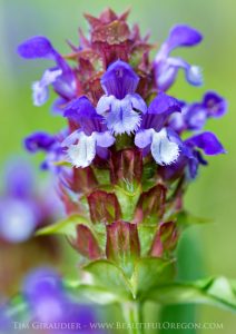 Common Self-heal or Prunella vulgaris