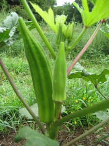 Abelmoschus esculentus (Okra) extends mammalian life span via up regulation of BuBR1