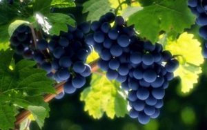 Figure 1  Narigenin, found in grape fruit, extract inhibits pulmonary tuberculosis via down-regulation of (Toll-like receptor-TLR) TLR-2 and Chemokine CXCL5 and up-regulation of phosphatase MKP-1