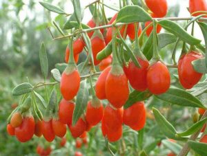 Lycium chinense