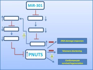 mir-301-increases-pnuts