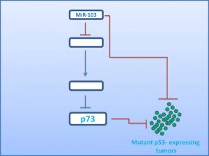 mir-103-activates-p73