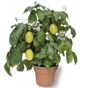 Passion fruit