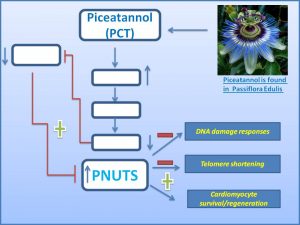 PMechanistic insights into how Piceatannol induces the expression PNUTS to promote Cardiac regeneration