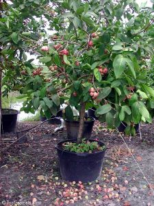 wax-jambu-java-apple-rose-apple